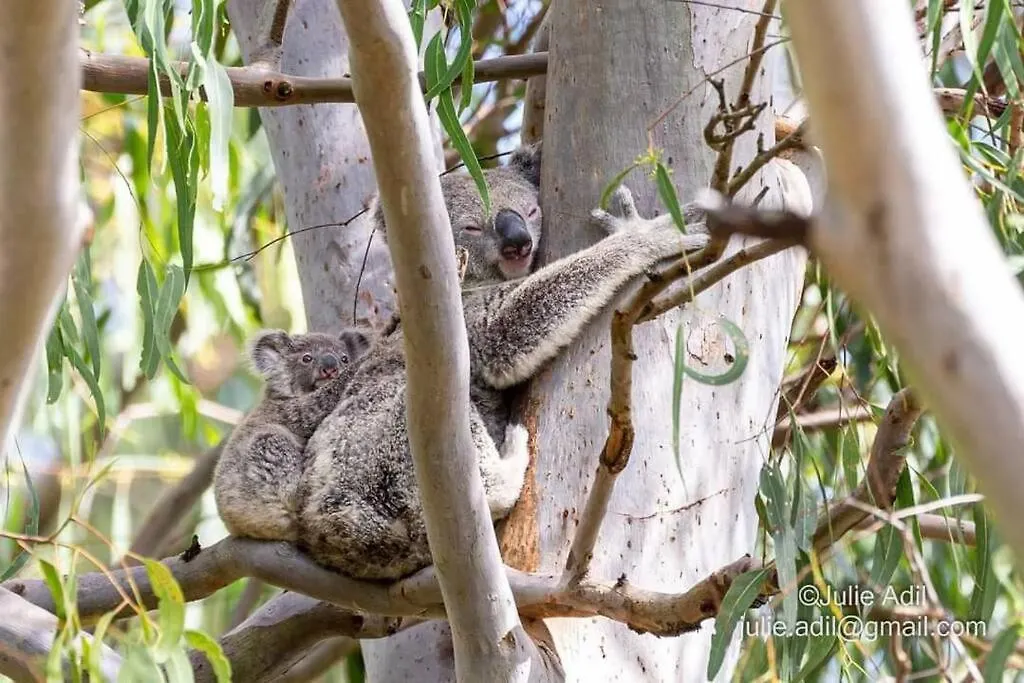 A Quiet Unit Overlooking A Reserve Petrie